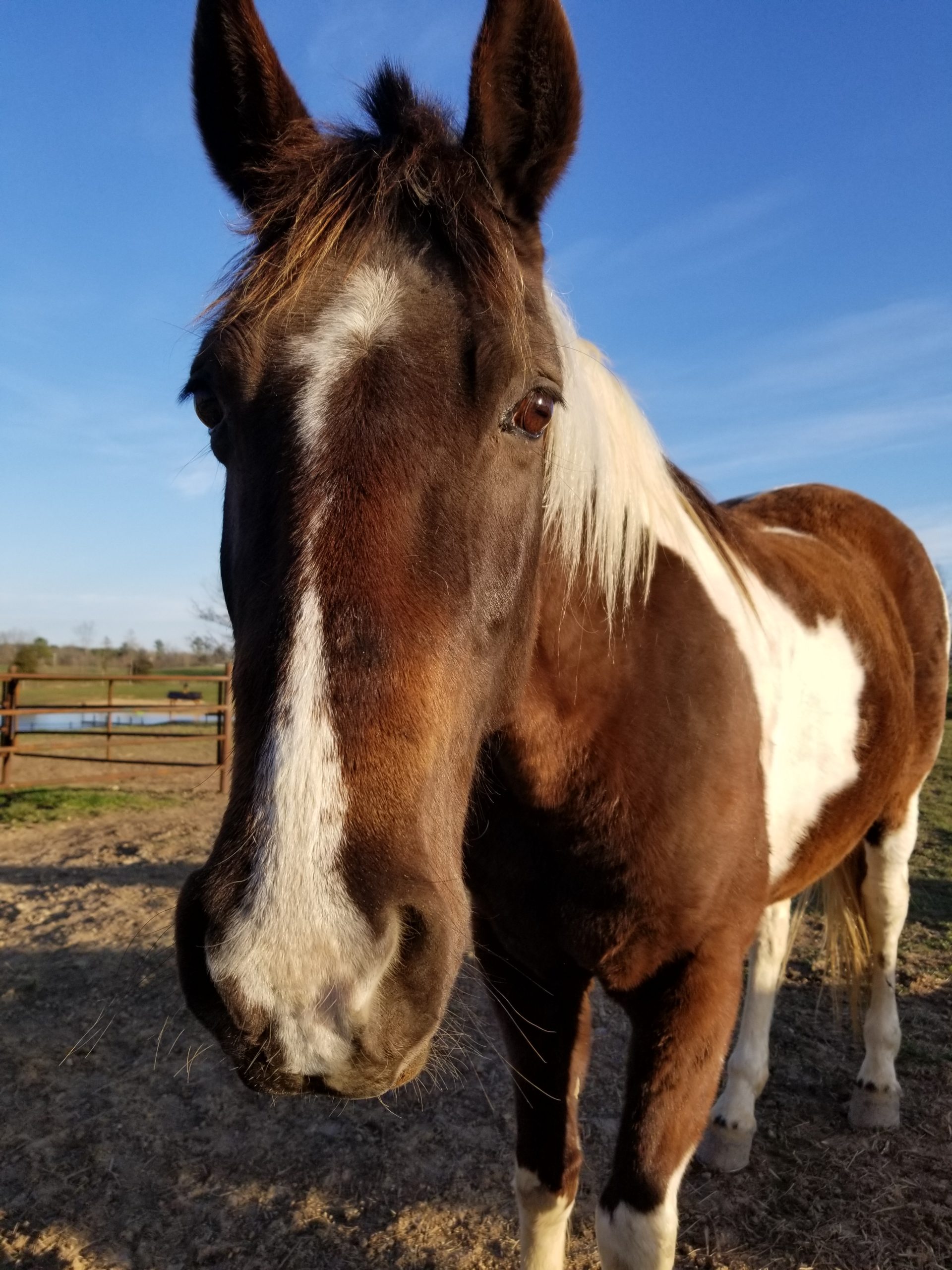 Five Fascinating Fox Trotter Facts Horses Of The Ozark Hills